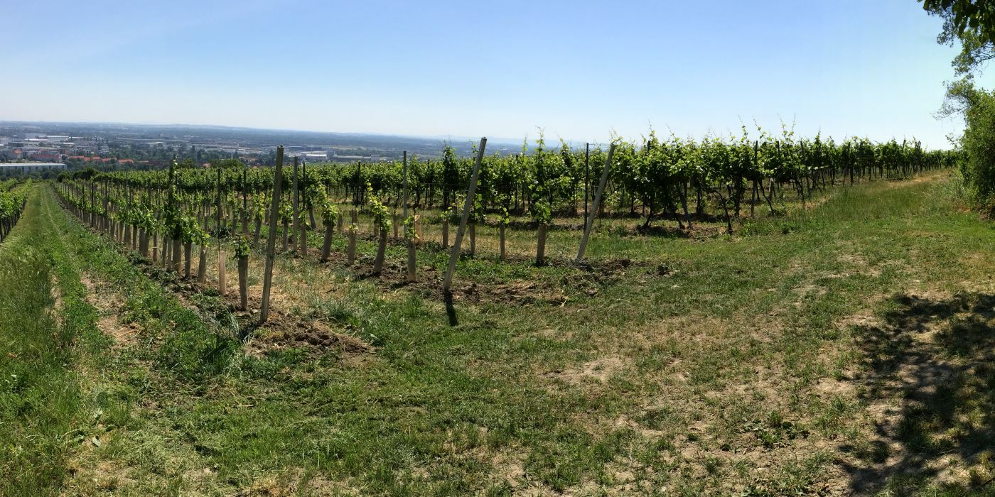 Weingarten2